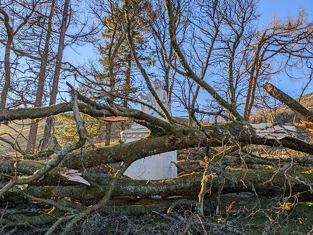 The Monument in January 2022, Surrounded by Windblown Trees