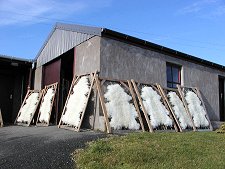 Sheepskins Being Stretched