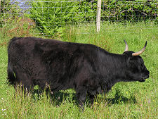 Traditional Highland Cow