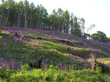 Flower Covered Hillside Near Advasar