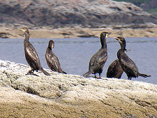 Shags on a Rock, Loch Scavaig