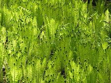 Ferns