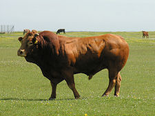 Missile Range Resident