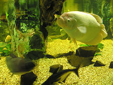 ...and its Residents