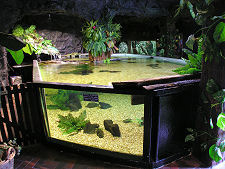 Tank in the Amazon Adventure