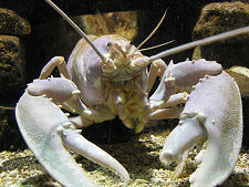 ...and one of its Residents