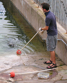 Feeding the Seals