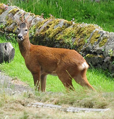 Roe Deer