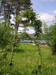 Rowan Tree Ring in 2009