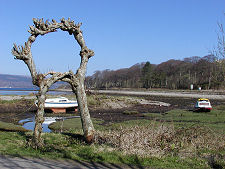 Rowan Tree Ring in 2002