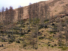 Wind-Felled Trees Near Kingairloch