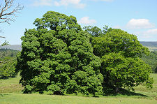 The Drumlanrig Sycamore