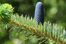 Korean Pine