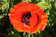 A Poppy