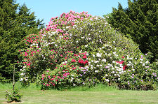 Rhododendrons