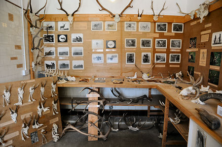 Inside the Deer Museum