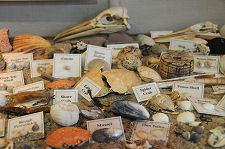 Local Shells and Crustaceans