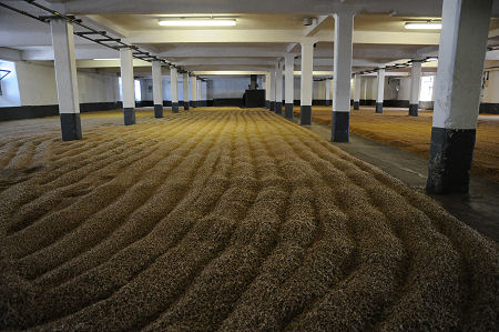 Floor Maltings at Laphroaig