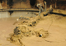 Draff in Traditional Tun, Bunnhabhain