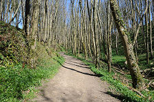 Woodland Path