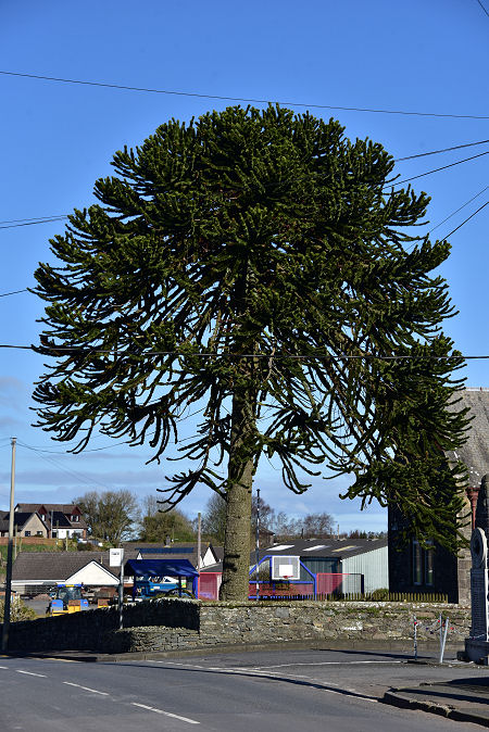 Monkey Puzzle Tree